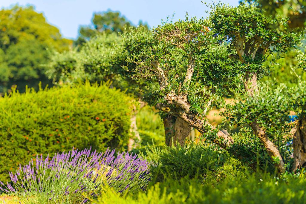 Hôtel Minvielle - Résidence Les Oliviers Ségos Esterno foto